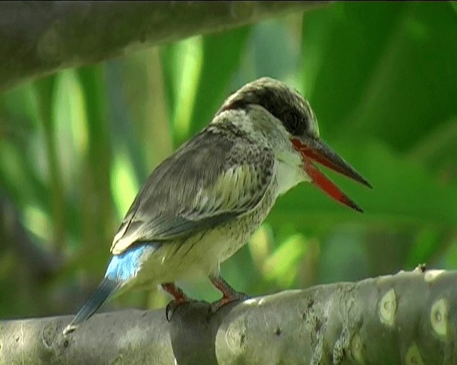 Striped Kingfisher - ML201092301