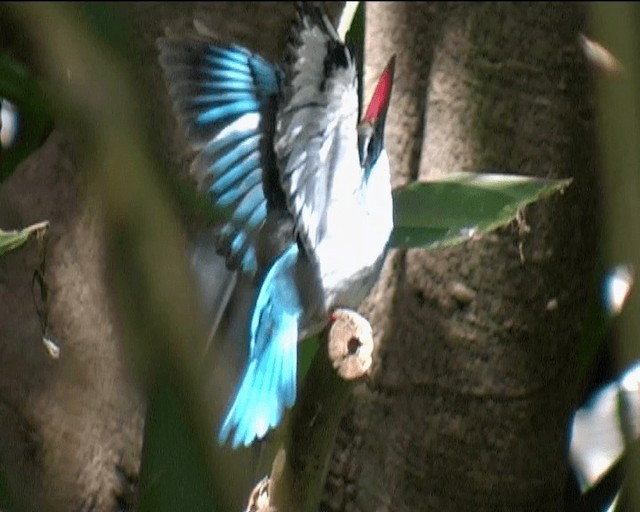 Blue-breasted Kingfisher - ML201092331