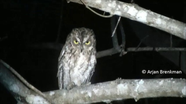 Moluccan Scops-Owl (Moluccan) - ML201093301