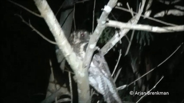Moluccan Owlet-nightjar - ML201093311