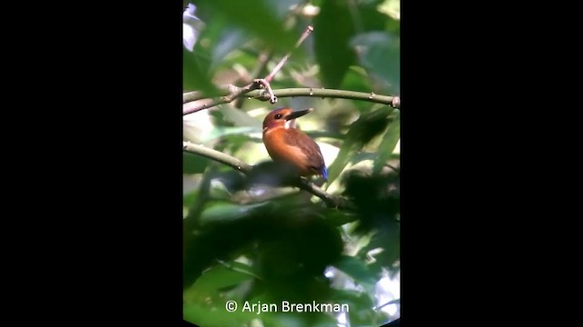 Sulawesi Dwarf-Kingfisher - ML201093321
