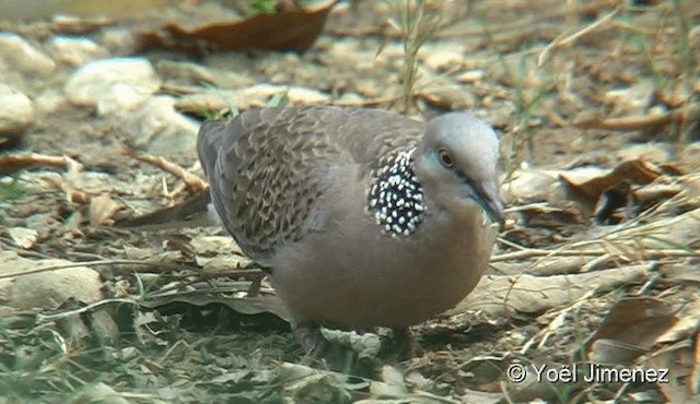Spotted Dove (Eastern) - ML201093601