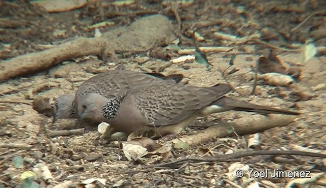 Spotted Dove (Eastern) - ML201093671