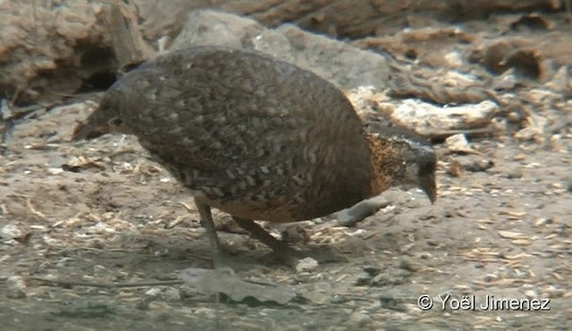 Scaly-breasted Partridge (Green-legged) - ML201093741