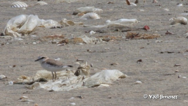 White-fronted Plover - ML201094121