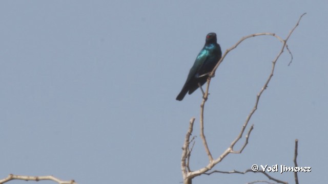 Bronze-tailed Starling - ML201094141
