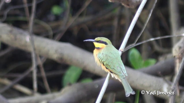 Little Bee-eater - ML201094231