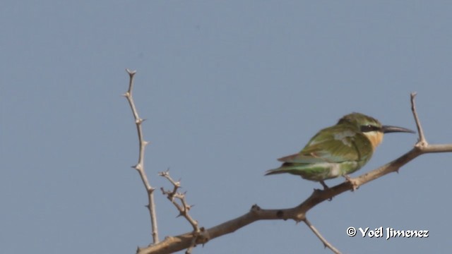 Blue-cheeked Bee-eater - ML201094371