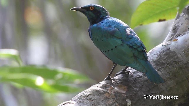 Greater Blue-eared Starling - ML201094531
