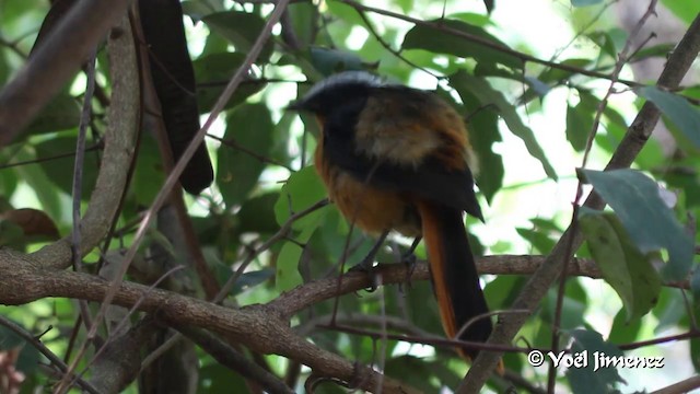 White-crowned Robin-Chat - ML201094561