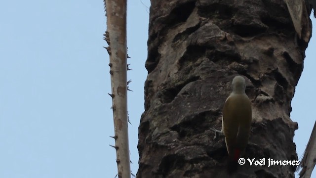 African Gray Woodpecker (Gray) - ML201094581