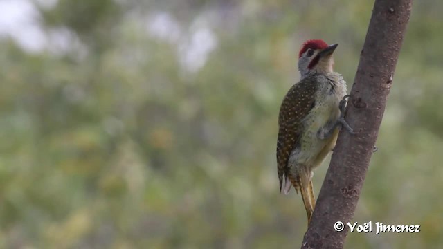 Fine-spotted Woodpecker - ML201094631