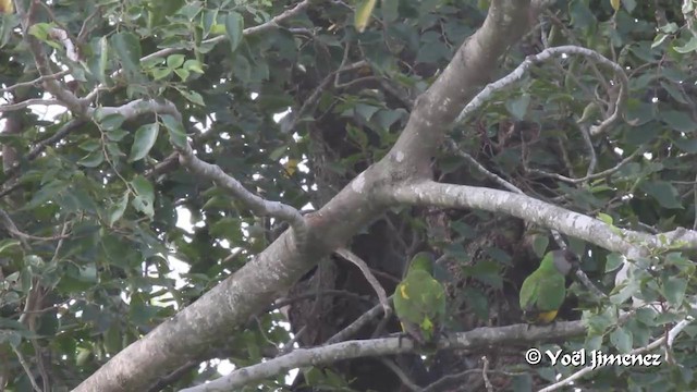 Senegal Parrot - ML201094711