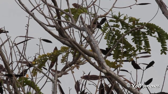 Fine-spotted Woodpecker - ML201094771