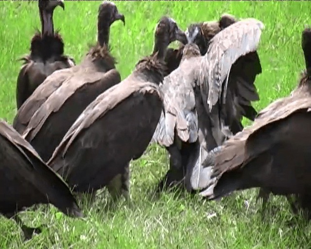 Hooded Vulture - ML201094871