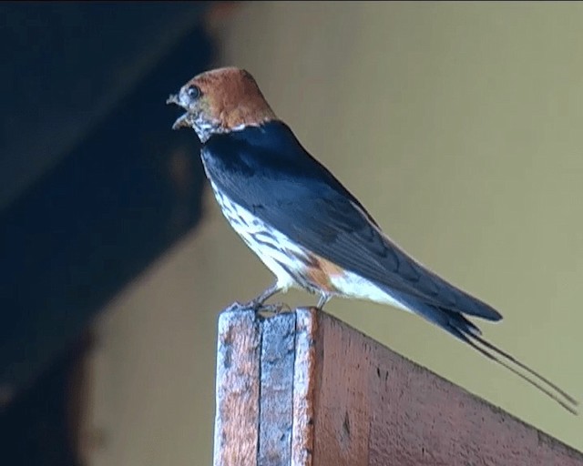 Lesser Striped Swallow - ML201095251