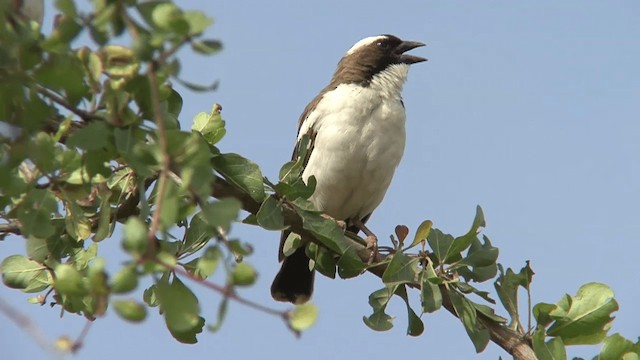 White-browed Sparrow-Weaver (Black-billed) - ML201095431