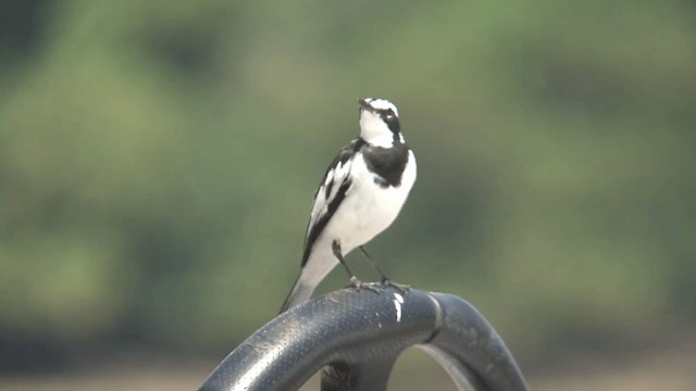 African Pied Wagtail - ML201095441