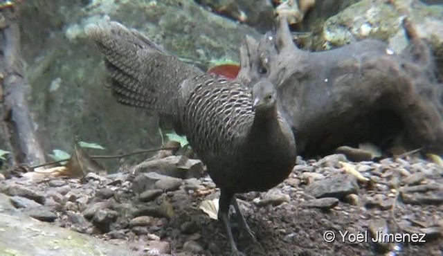 Gray Peacock-Pheasant - ML201095911