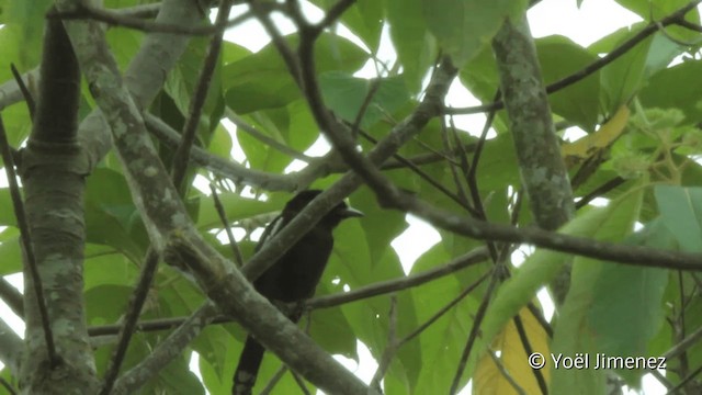 White-shouldered Tanager - ML201096401