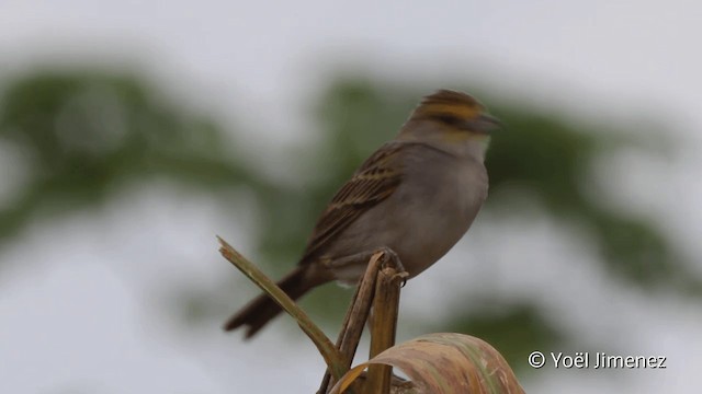 Yellow-browed Sparrow - ML201096441