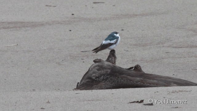 White-winged Swallow - ML201096451