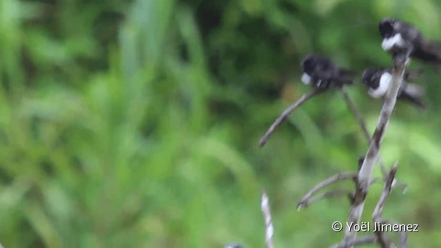 White-banded Swallow - ML201096551