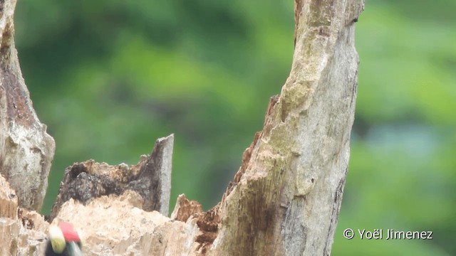 Yellow-tufted Woodpecker - ML201096591