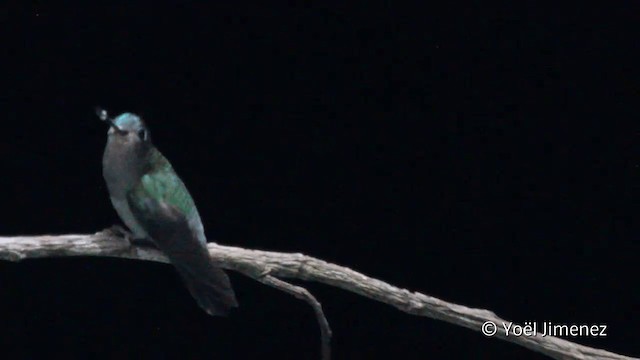 kolibřík zelenočelý - ML201096601