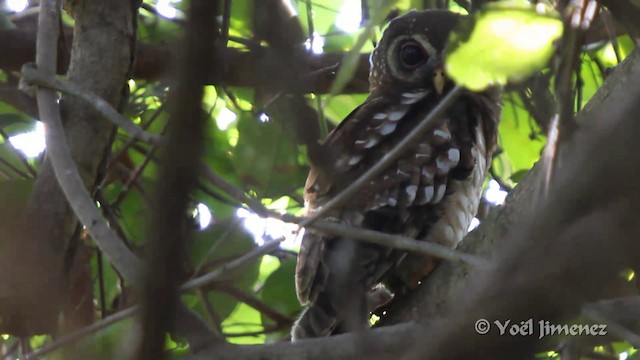 アフリカヒナフクロウ Ebird