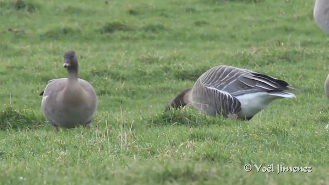 Pink-footed Goose - ML201096721
