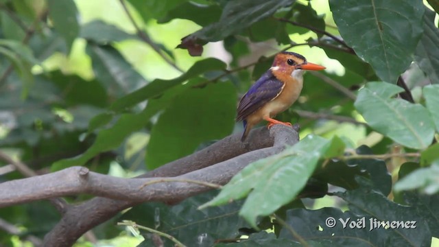 African Pygmy Kingfisher - ML201096821