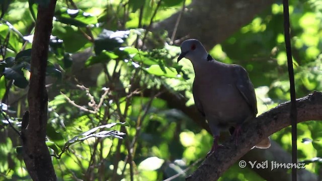 Mourning Collared-Dove - ML201096841