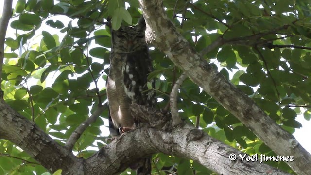 Grayish Eagle-Owl - ML201097061