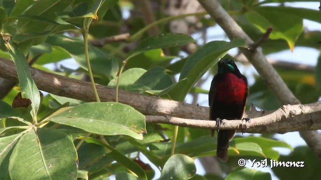 Scarlet-chested Sunbird - ML201097091