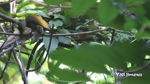 Buff-spotted Woodpecker - ML201097181