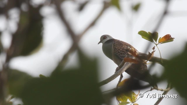 Adamawa Turtle-Dove - ML201097211