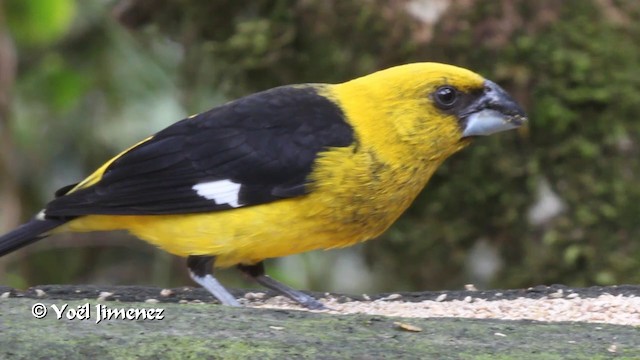  - Black-thighed Grosbeak
