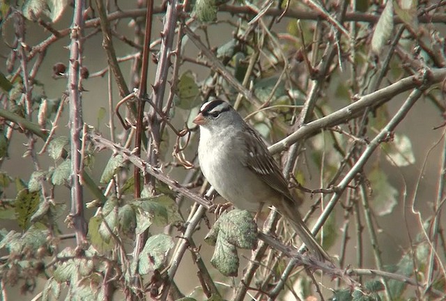 White-crowned Sparrow - ML201097401