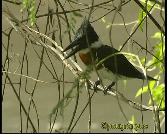 Amazon Kingfisher - ML201098821