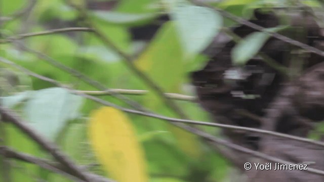 Yellow-bellied Tanager - ML201098851