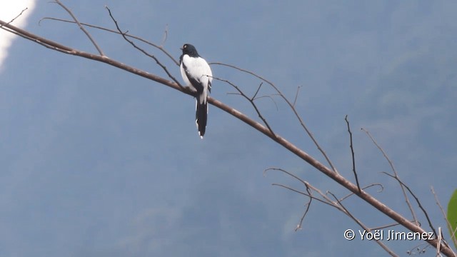 Magpie Tanager - ML201098871
