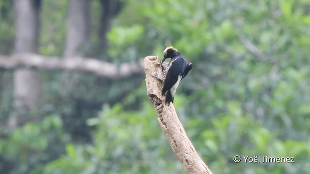 Yellow-tufted Woodpecker - ML201098911