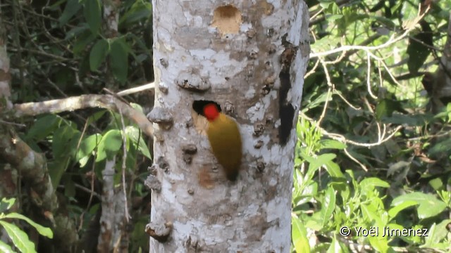  - White-throated Woodpecker
