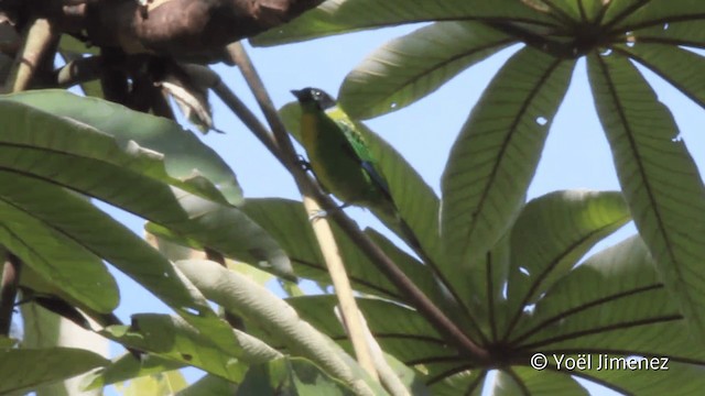 Green-and-gold Tanager - ML201099091