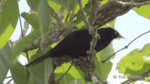 Pale-eyed Blackbird - ML201099141