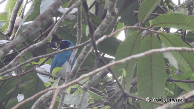 Swallow Tanager - ML201099171