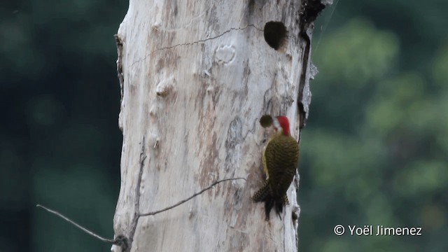 Spot-breasted Woodpecker - ML201099221