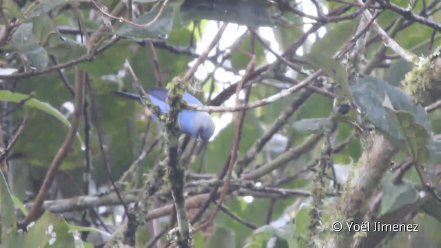 Blue-and-black Tanager (Blue-and-black) - ML201099351