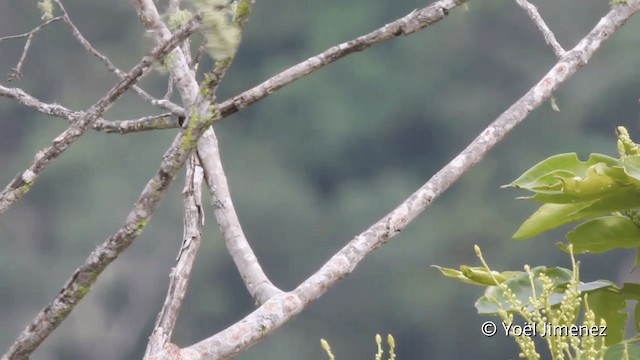 Black-faced Tanager - ML201099381